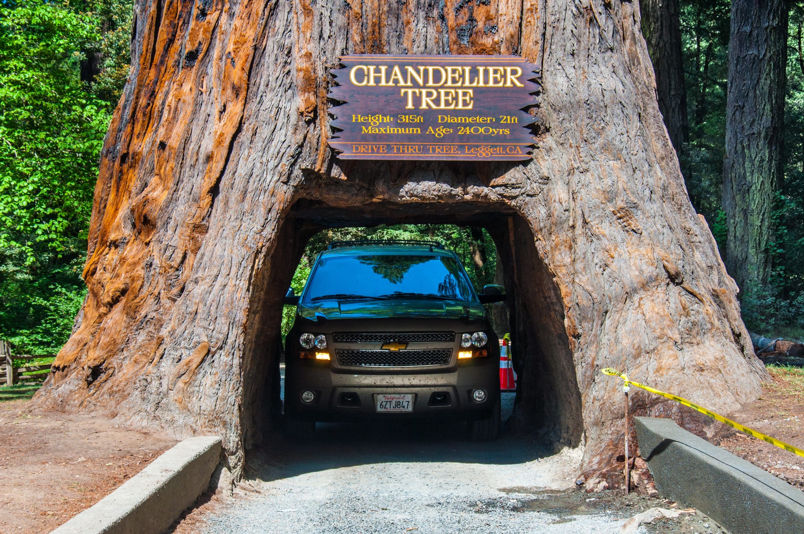 Door een gigantische Sequoia boom rijden in Red Wood National Park, Californië