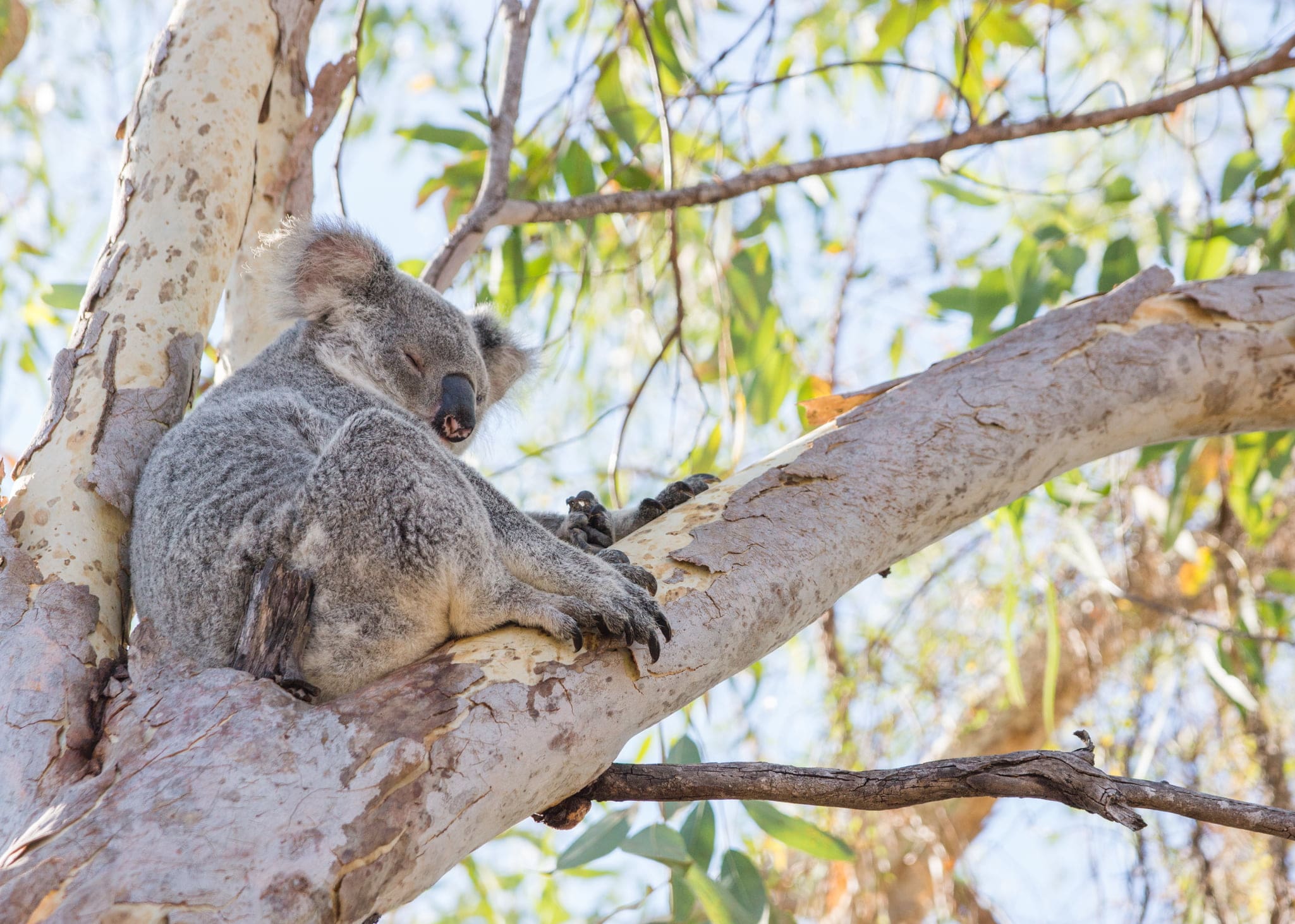 koala-boom-australie
